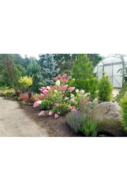 Гортензія Фрайз Мельба в ландшафті