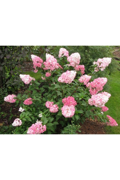 Гортензія Фрайз Мельба на клумбі