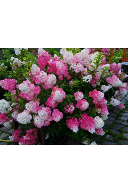 Гортензія Фрайз Мельба рясне цвітіння 