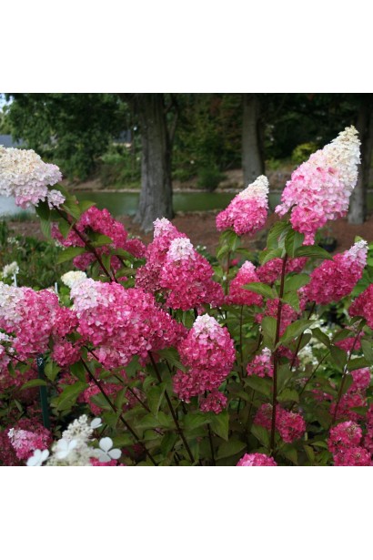 Гортензія волотиста Фрайз Мельба