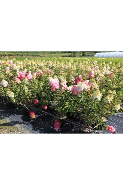 Гортензія Фрайз Мельба саджанці в садовому центрі