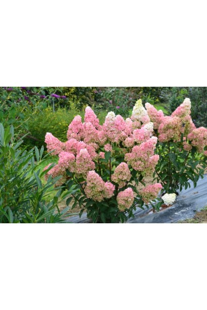 Гортензія Фрайз Мельба квітучі кущі