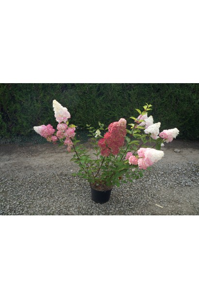 Гортензія волотиста Фрайз Мельба саджанець в горщику