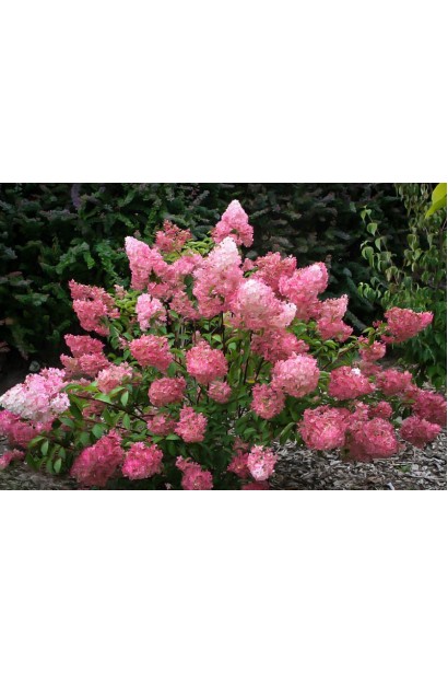 Гортензія Фрайз Мельба розлогий пишний кущ