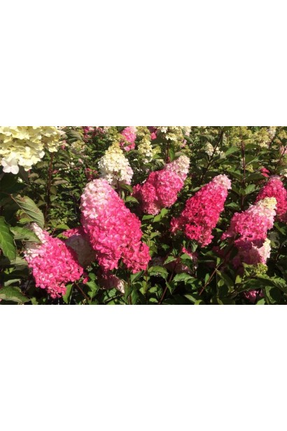 Гідрангія Фрайз Мельба