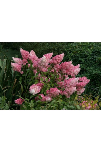 Hydrangea paniculata Fraise Melba