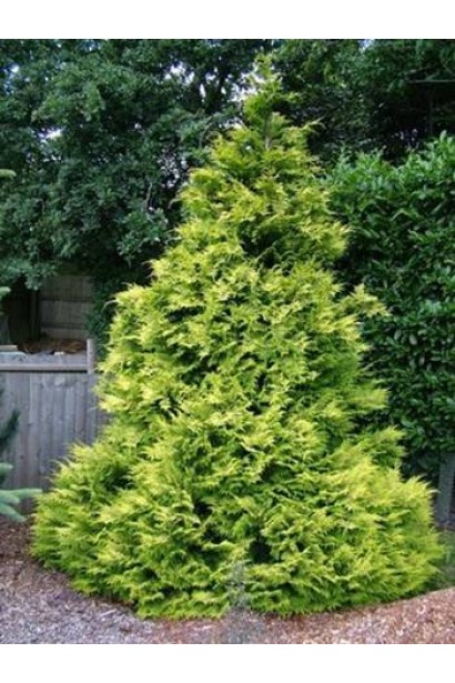 Кипарисовик Голден Вондер широко конічна крона