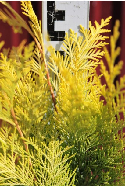 Кипарисовик Голден Вондер луската золотисто-жовта хвоя