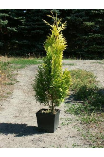 Кипарисовик Голден Вондер садажнець 0,5 л