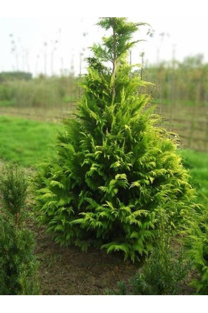 Кипарисовик Лавсона Голден Вондер / Голден Вандер