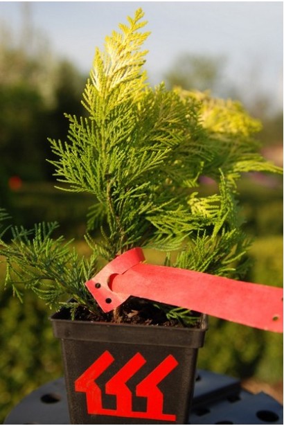 Кипарисовик Голден Вондер горщик 0,5 л