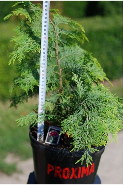 Кипарисовик Лавсона Голден Вондер 30-40 см