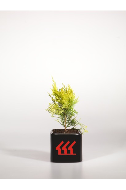 Кипарисовик Голден Вондер контейнер Р9