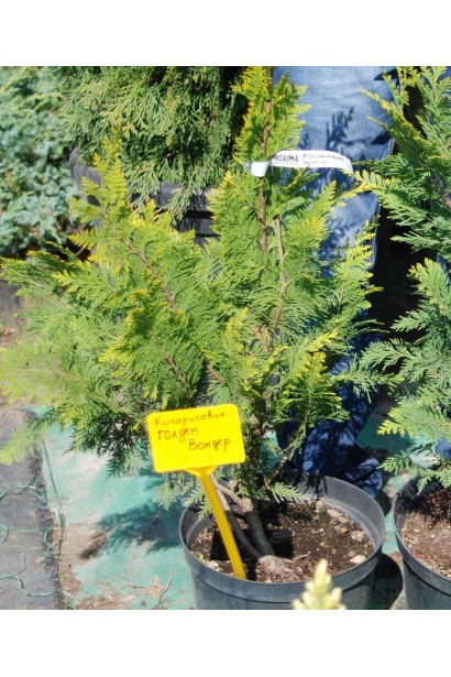 Chamaecyparis lawsoniana Golden Wonder