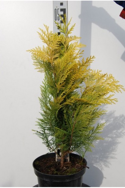 Кипарисовик Голден Вондер 40-50 см 