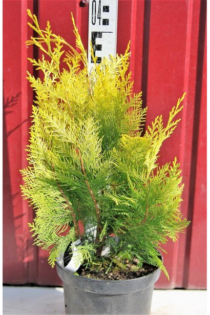 Кипарисовик Голден Вондер контейнер 3 л 30-40 см