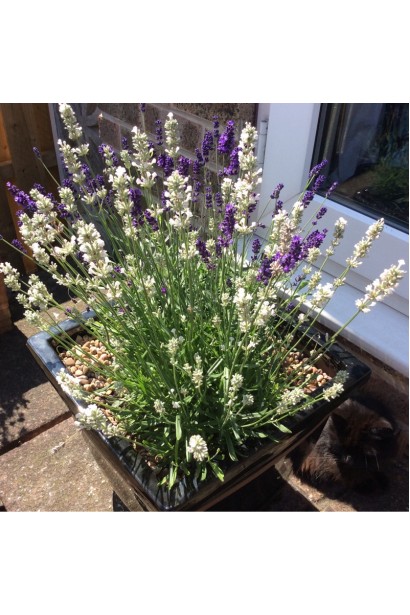Лаванда Nana Alba в контейнері з фіолетовою лавандою