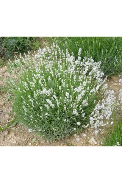 Лаванда біла Нана Альба