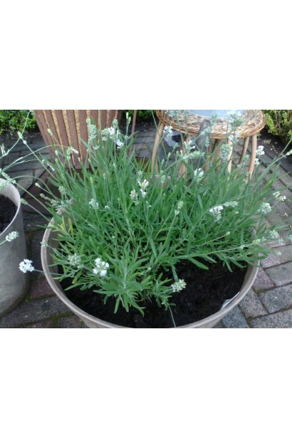 Лаванда карликоваа Нана Альба в контейнері на терасі