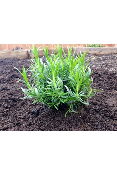 Лаванда англійська Нана Альба карликовий компактний кущ