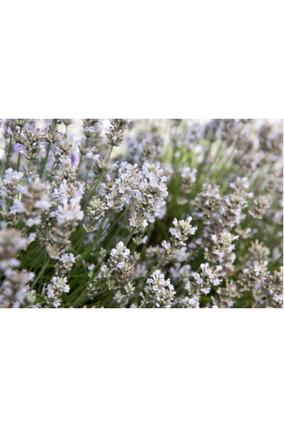 Лаванда вузьколиста Нана Альба