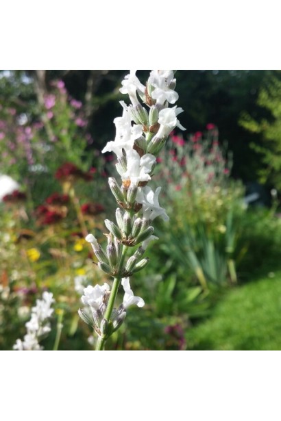 Лаванда лікарська Нана Альба колосовидні білі суцвіття