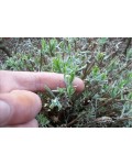 Лаванда вузьколиста Нана Альба | Lavandula angustifolia Nana Alba | Лаванда узколистная Нана Альба
