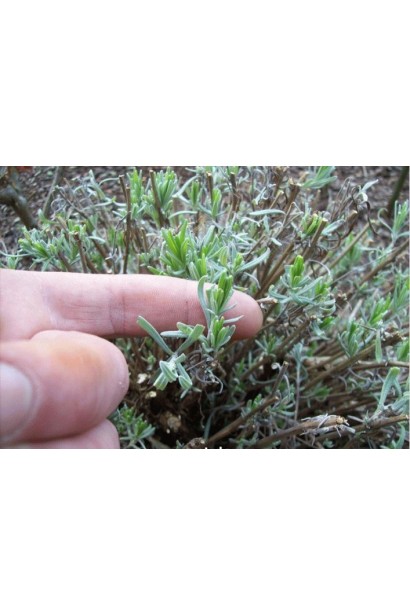 Лаванда Нана Альба сіро-зелене вузьке листя