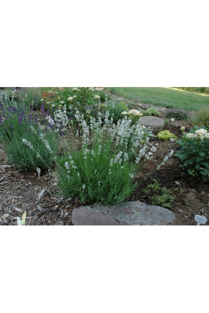Lavandula angustifolia Nana Alba