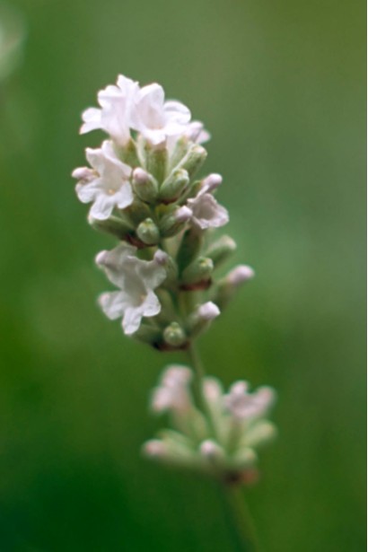 Лаванда колосиста Нана Альба ніжно-білі квіти