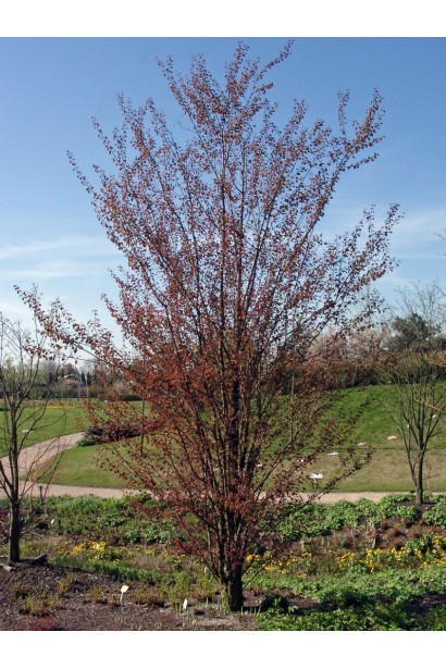 Дерево багряника сорту Ротфутчс