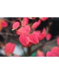 Багряник японський Ротфутчс | Cercidiphyllum japonicum Rotfuchs | Багрянник японский Ротфучс
