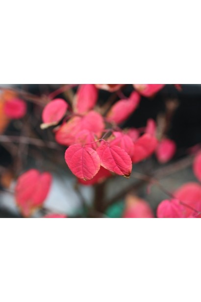 Cercidiphyllum japonicum Rotfuchs 