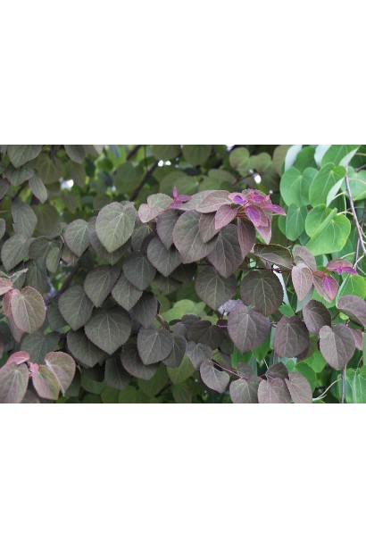 Багряник Rotfuchs 