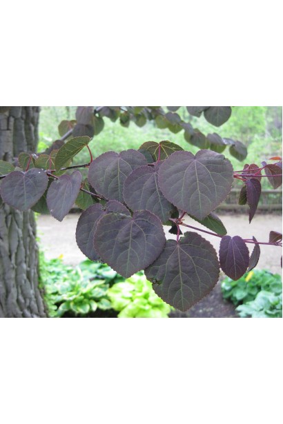 Cercidiphyllum japonicum Rotfuchs листя