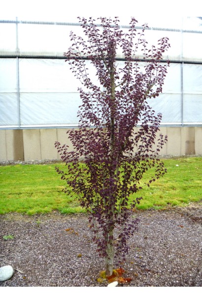 Багряник японський Ротфутчс в саду