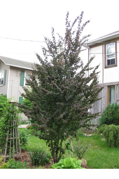 Багряник японський Ротфутчс дерево