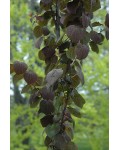 Багряник японський Ротфутчс | Cercidiphyllum japonicum Rotfuchs | Багрянник японский Ротфучс