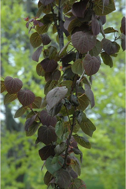 Багряник японський Ротфутчс листя