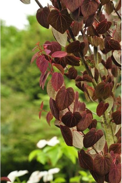 Пряникове дерево