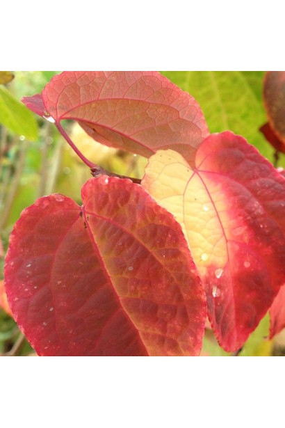 Багряник Ротфутчс осіннє багряне листя