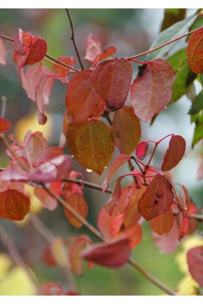 Багряне листя