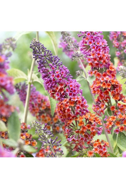 Будлея Давида Флауэр Пауэр цветы