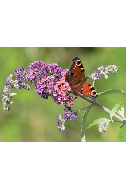 Буддлея Давида Flower Power