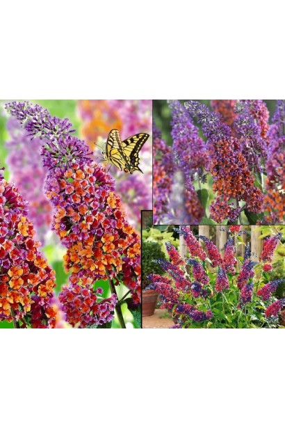 Buddleja davidii Flower Power