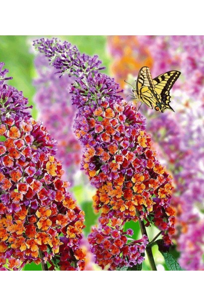 Будлея давида Флауэр Пауэр фиолетово-оранжевые метелки