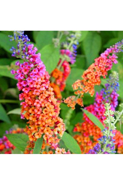 Будлея давида Флауэр Пауэр колосовидные соцветия