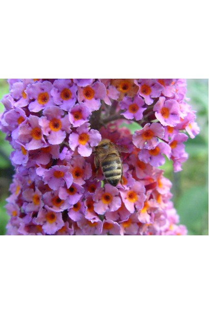 Буддлея Давида Флауэр Пауэр