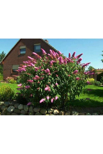 Буддлея давида Флауэр Пауэр солитрная посадка