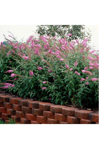 Куст будлеи Давида Флауэр Пауэр в ландшафте